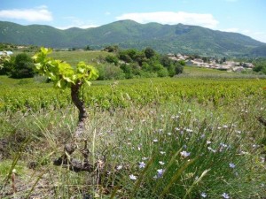 FRADRow  Drôme Vigne P1000252w