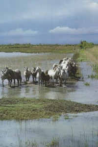 000 Chevaux étang SCAN0087~1