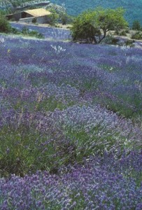 000 Lavande SCAN0055~1