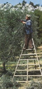 000 Olive cueillette SCAN0041~1