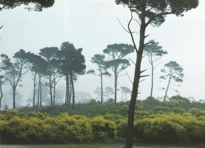 000 Pinède SCAN0072~1