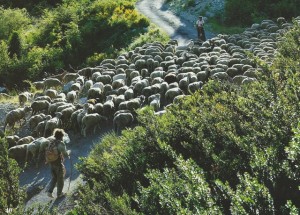 040 Moutons berger SCAN0145~1