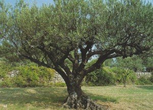 044 Olivier vieux SCAN0143~1