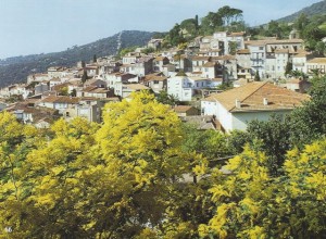 066 Village mimosa SCAN0063~1