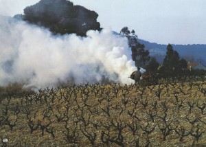 069 Vigne fumée SCAN0115~1