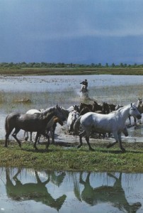 096 Décotte cheval SCAN0099~1