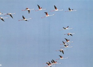 098 Flamants vol SCAN0088~1