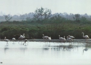 099 Flamants eau SCAN0088~1