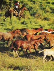 Gauchos Livre français_0005